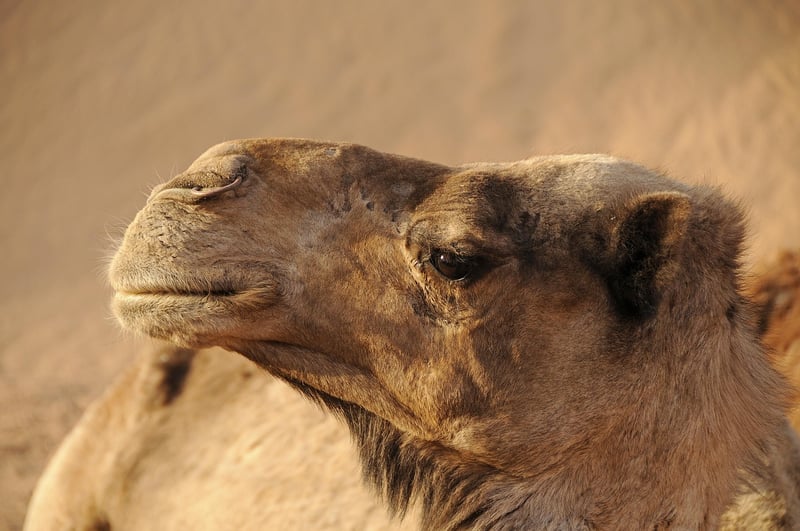 Sahara Desert, Morocco